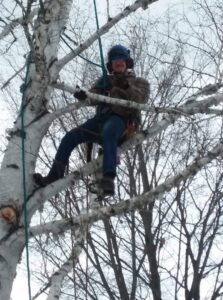 A tree surgeon from Bryan McFadden LLC Tree Surgeon climbing a birch tree with ropes in Auburn, ME.