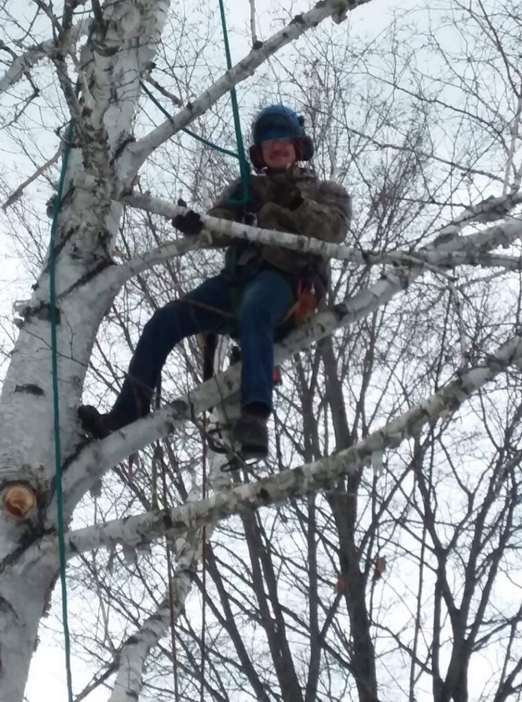 A tree surgeon from Bryan McFadden LLC Tree Surgeon climbing a birch tree with ropes in Auburn, ME.