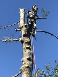 A tree surgeon from Bryan McFadden LLC Tree Surgeon climbing and cutting branches from a tall tree in Auburn, ME.