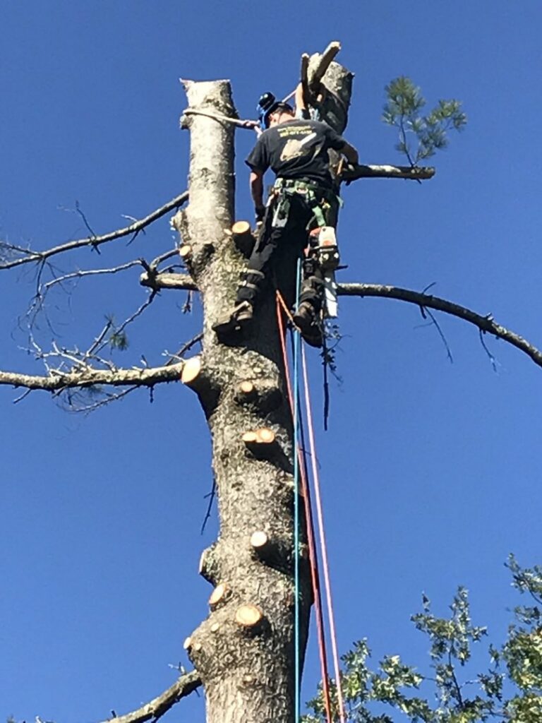 A tree surgeon from Bryan McFadden LLC Tree Surgeon climbing and cutting branches from a tall tree in Auburn, ME.