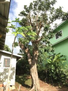 A tall tree after professional thinning and pruning services next to a residential home by Ohana Tree Services in Mililani, HI.