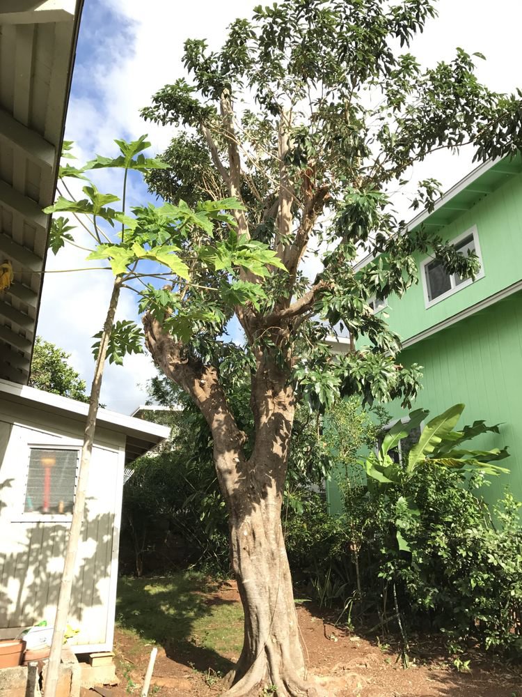 A tall tree after professional thinning and pruning services next to a residential home by Ohana Tree Services in Mililani, HI.