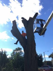 A tree service worker in a bucket truck performing tree topping or removal for Butler's Tree Service in Point of Rocks, MD.