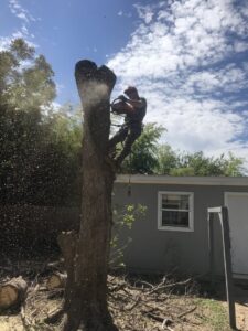 An arborist high in a tree, using a chainsaw to cut the top section of a tree, with wood chips flying, in Austin, TX by Ozark of Austin.
