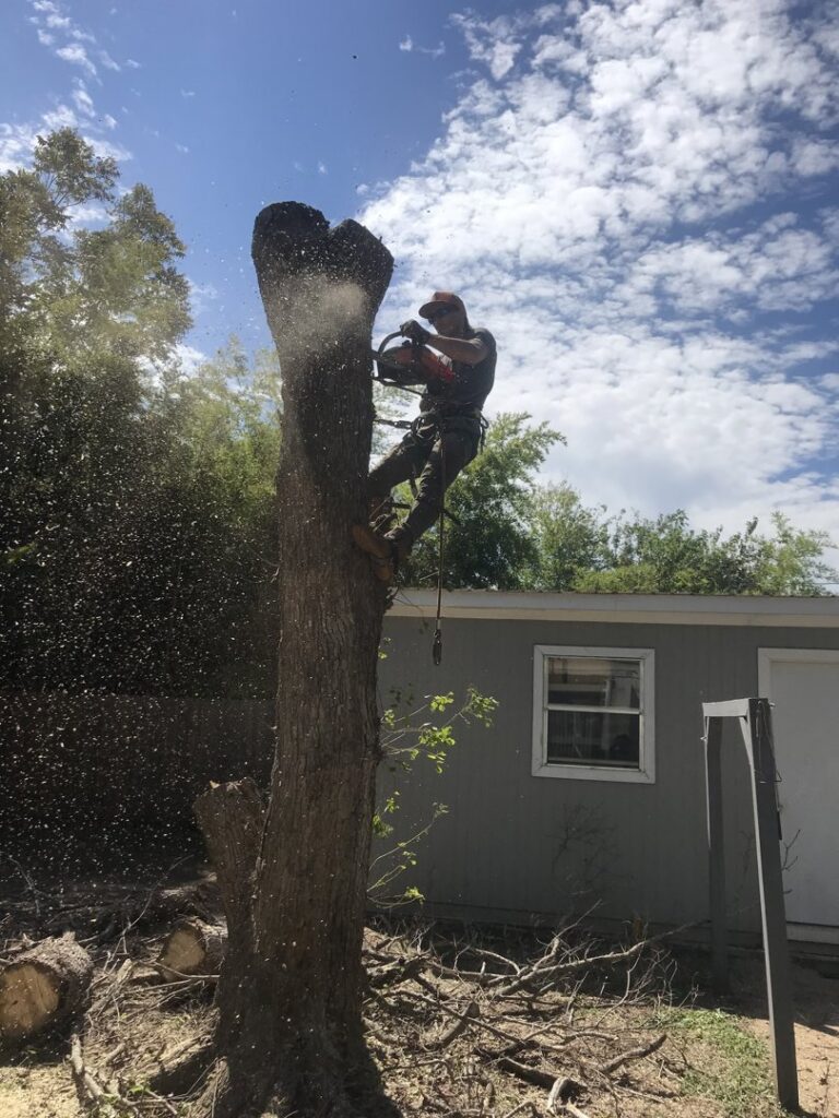 An arborist high in a tree, using a chainsaw to cut the top section of a tree, with wood chips flying, in Austin, TX by Ozark of Austin.