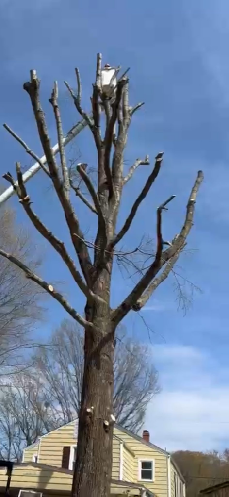 A close-up view of a large tree undergoing topping and pruning, with a worker in a bucket, by J-1 tree Service in Raleigh, NC.
