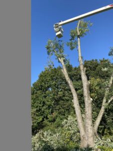 A large tree after topping and pruning services, with a bucket truck in the background, by Webster's Tree Service Nashville TN in Antioch, TN.