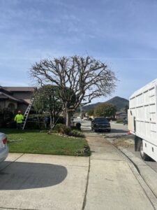 A tree after extensive topping service by Jarquin Tree Service, LLC with crew on site in San Jose, CA.