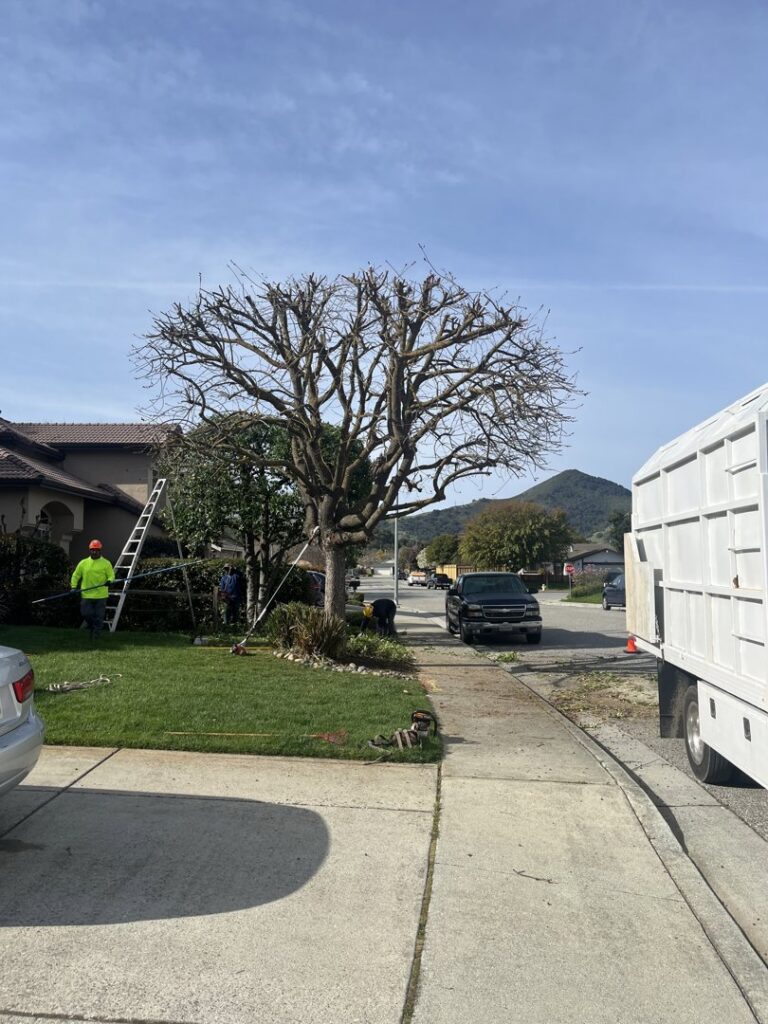 A tree after extensive topping service by Jarquin Tree Service, LLC with crew on site in San Jose, CA.