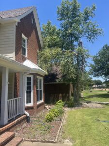 A tree that has been expertly trimmed near power lines in a residential area by All Star Tree Service in Memphis, TN.