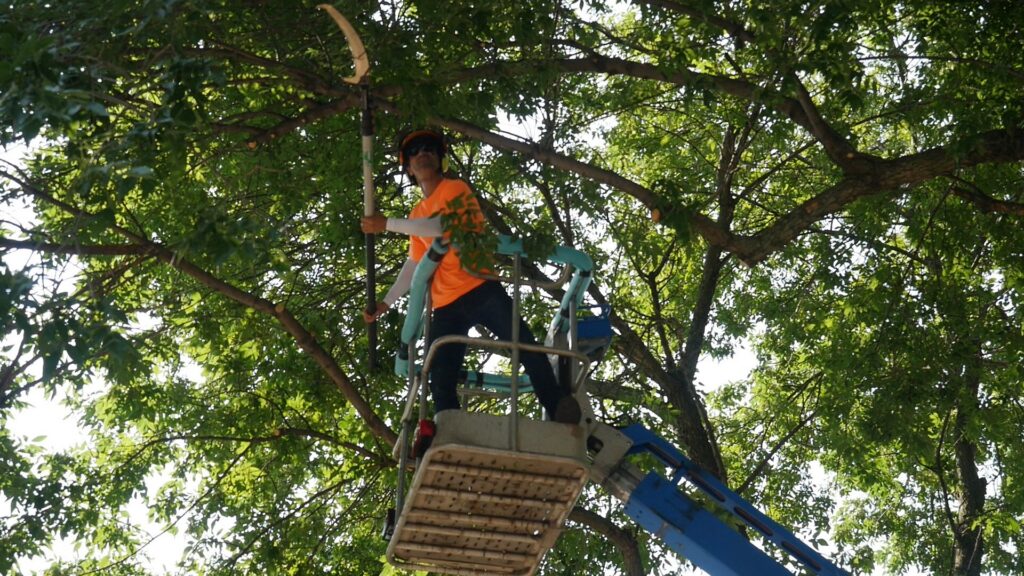 A tree trimmer in a bucket lift using a pole saw to prune a tree for JN Services LLC in Des Moines, IA