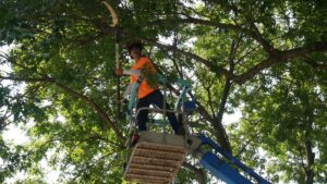 A tree trimmer in a bucket lift using a pole saw to prune a tree for JN Services LLC in Des Moines, IA