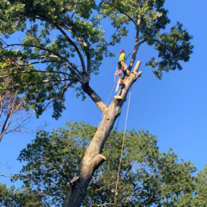 A professional tree trimmer using a chainsaw high in a tree for SDV professional tree service llc in Fyffe, AL.