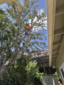 A tree trimmer high in a large tree, actively pruning branches, provided by City Green Care Inc. in Honolulu, HI.