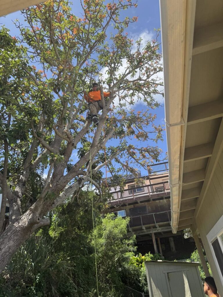 A tree trimmer high in a large tree, actively pruning branches, provided by City Green Care Inc. in Honolulu, HI.