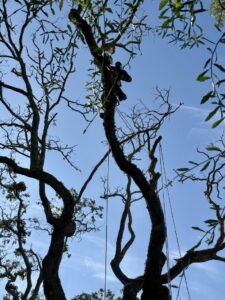 A professional tree trimmer from De Paz Tree Service working high in a tree in Katy, TX