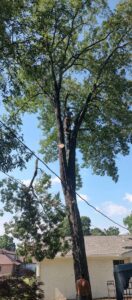 A professional tree trimmer high in a tall tree, secured with ropes, performing tree service for J & K Tree Service in Robbins, NC.