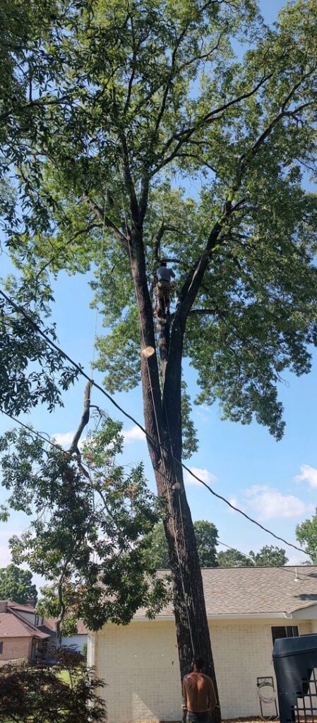 A professional tree trimmer high in a tall tree, secured with ropes, performing tree service for J & K Tree Service in Robbins, NC.