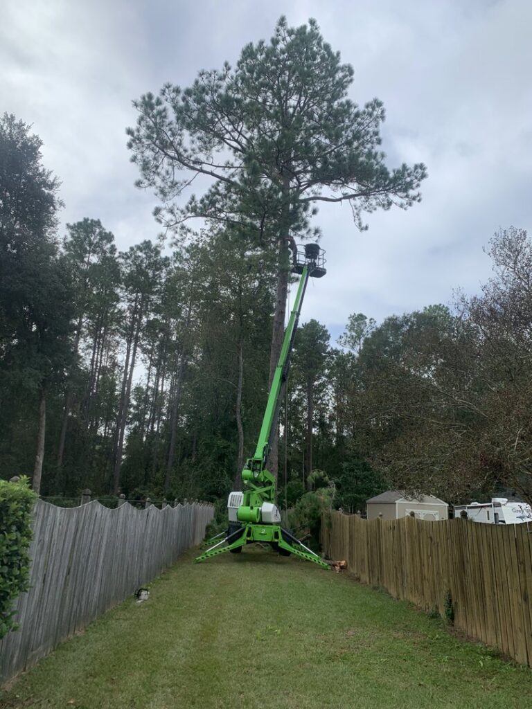 A tree trimmer in a lift bucket looking up at the tree canopy during service by Mr. Stump Tree Service in Colorado Springs, CO.