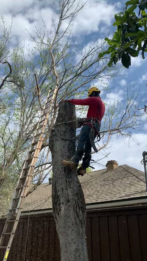 A tree trimmer on a tree trunk with a ladder, performing cutting work for Lion Tree Service in Dallas, TX.