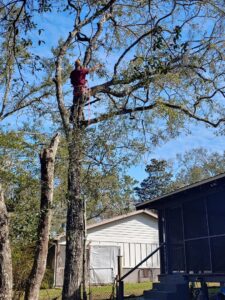 A professional tree trimmer pruning branches while harnessed in a tree, provided by Abbott Tree removal in Tallahassee, FL.