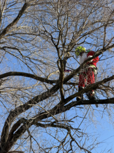 A tree trimmer in a Santa suit working among the bare branches of a large tree for Woody's Tree Service in York, PA.