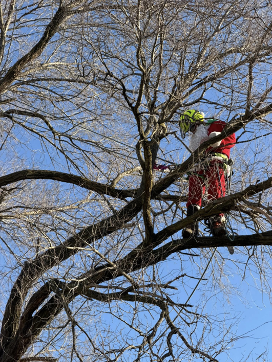 A tree trimmer in a Santa suit working among the bare branches of a large tree for Woody's Tree Service in York, PA.