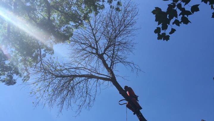 A silhouette of a tree service worker trimming branches against a clear blue sky for Butler's Tree Service in Point of Rocks, MD.
