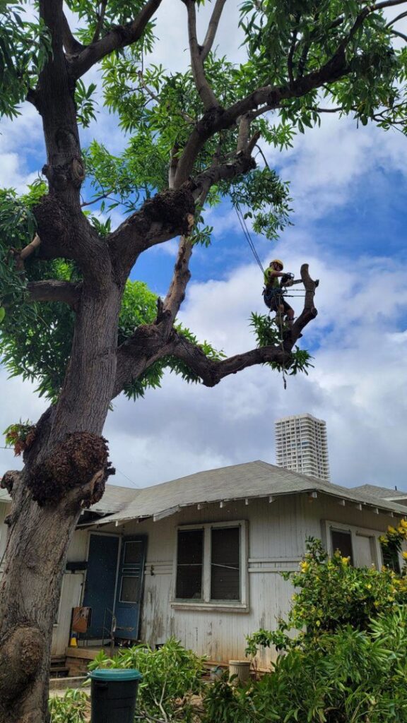 A professional tree trimmer with a chainsaw working high in a tree, demonstrating expert service by ALOHA TREE CARE in Meridian, ID.
