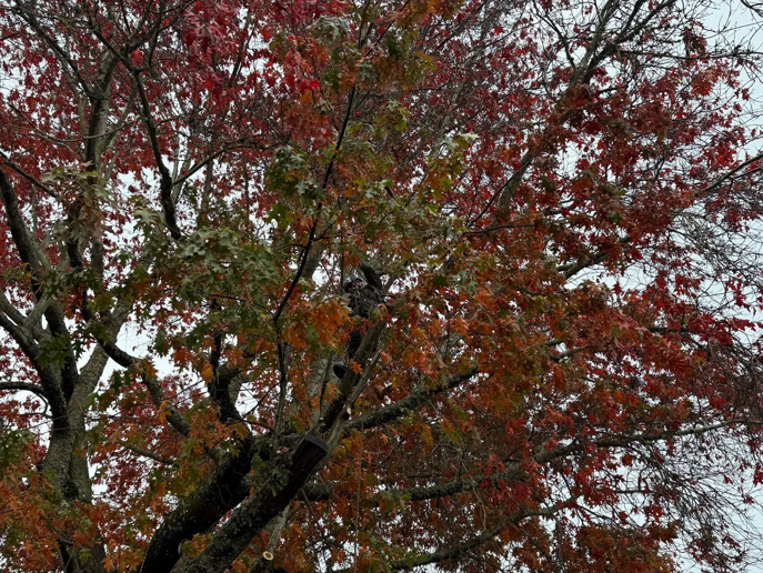 A tree trimmer working high up in a large tree with red leaves, provided by Baltazar Tree Service LLC in Beaverton, OR.