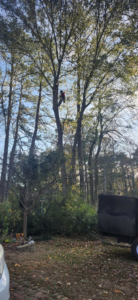 A skilled tree trimmer working high in a tall, leafy tree with a debris trailer on the ground for Treevol Service LLC in Gwinnett, Atlanta, GA.