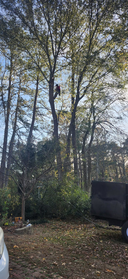 A skilled tree trimmer working high in a tall, leafy tree with a debris trailer on the ground for Treevol Service LLC in Gwinnett, Atlanta, GA.