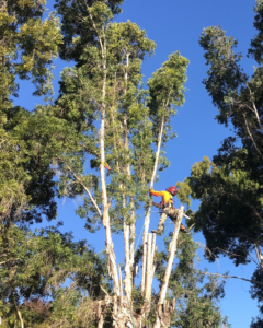 A tree trimmer in safety gear working high up on a tall eucalyptus tree removal project for JJsLandscaping&TreeDominators in Ramona, CA.