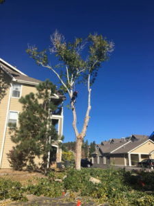 A tree trimmer from Mountain Men Tree Service working on a tall tree with branches on the ground in Denver, CO.