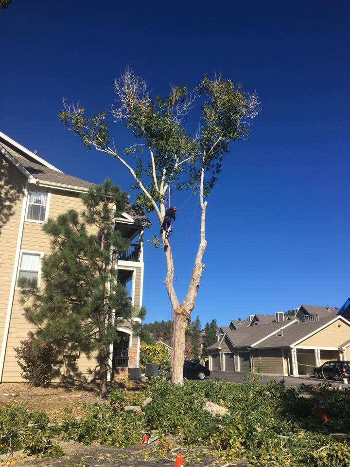 A tree trimmer from Mountain Men Tree Service working on a tall tree with branches on the ground in Denver, CO.