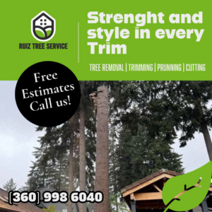 A tree service worker high up on a tall tree trunk, performing trimming or removal for Ruiz tree service in Vancouver, WA.