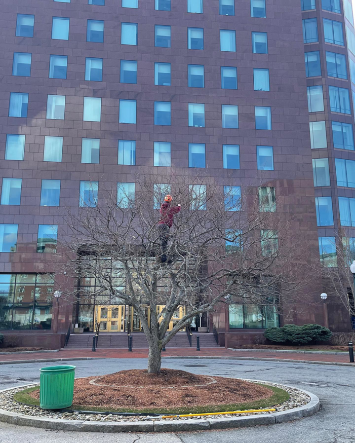 A tree trimmer working on a small tree in front of a commercial building for Fisk Tree Service in Ahwahnee, CA