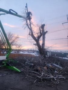 An aerial lift with a worker trimming a tree at sunset, with many cut branches on the ground, by Loughnan Logging-Tree Service in Spokane Valley, WA.