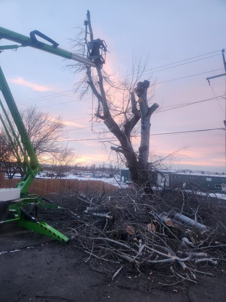 An aerial lift with a worker trimming a tree at sunset, with many cut branches on the ground, by Loughnan Logging-Tree Service in Spokane Valley, WA.