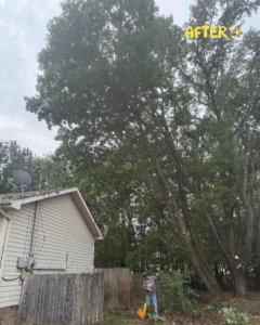 After tree trimming service by Cumberland Tree Service, LLC in Clarksville, TN, showing a pruned tree next to a house.