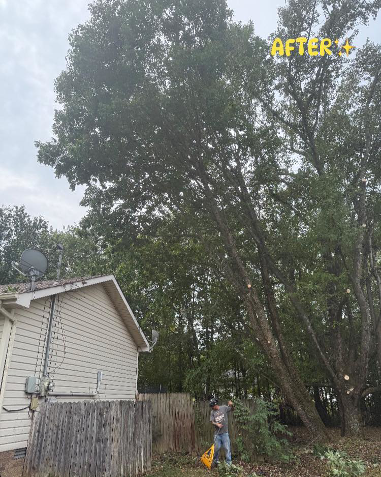 After tree trimming service by Cumberland Tree Service, LLC in Clarksville, TN, showing a pruned tree next to a house.