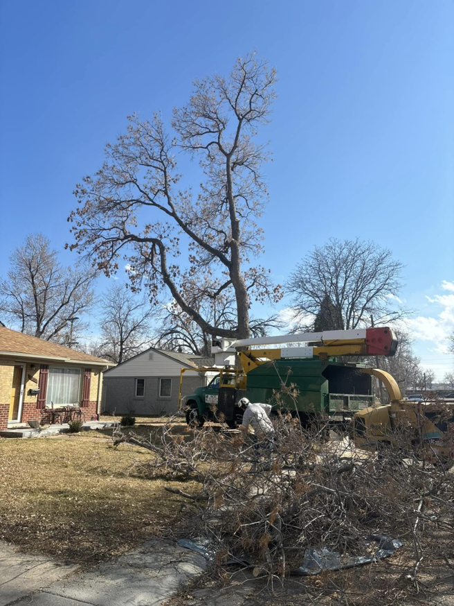 A bucket truck and wood chipper used for tree trimming by Ace Tree Service in Denver, CO.