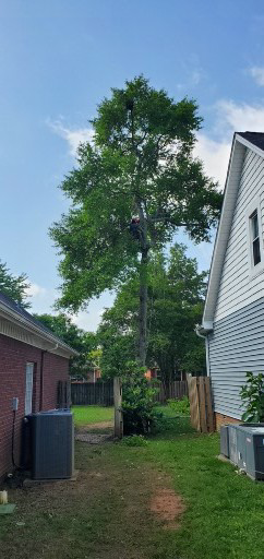 An arborist performing tree trimming on a tall, leafy tree for Chris's Tree Service in Hazel Green, AL