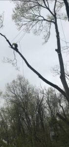 An arborist performing tree trimming using rope access techniques for EK Tree Service in Lancaster, PA.