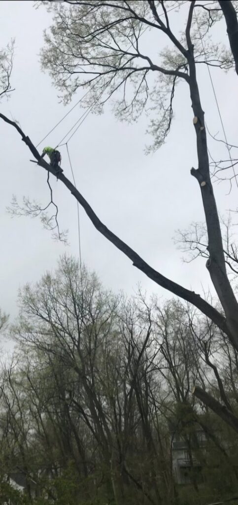 An arborist performing tree trimming using rope access techniques for EK Tree Service in Lancaster, PA.