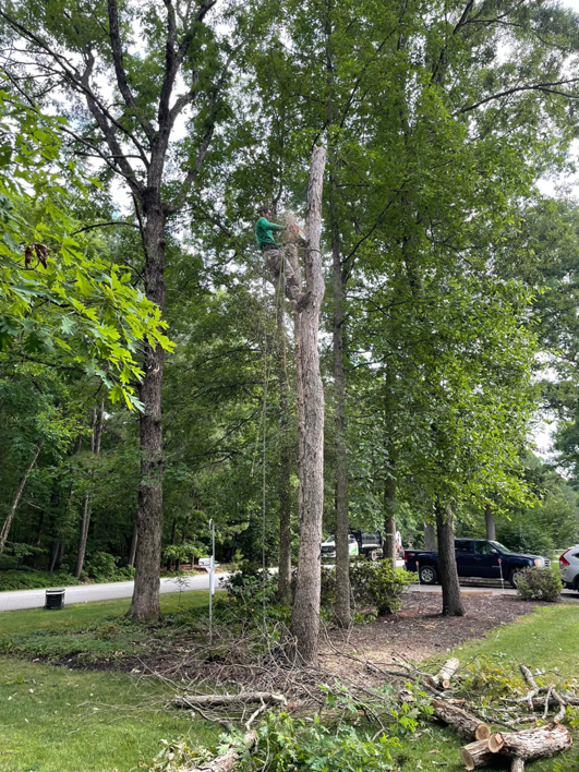 An arborist performing tree trimming with ropes for Ismael's Tree Service in Henrico, VA