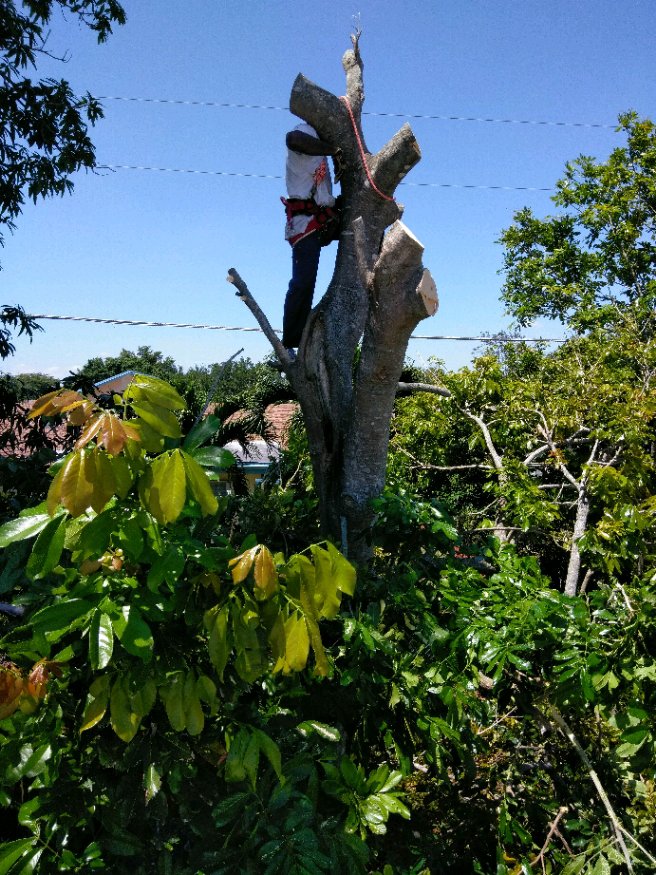 An arborist performing tree trimming services, secured with ropes, for MJ'z Tree and Landscaping Service LLC in Fort Lauderdale, FL.