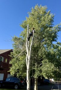 An arborist performing tree trimming services high in a tall tree, provided by TRA, Teton Rope Access in Alpine, WY.