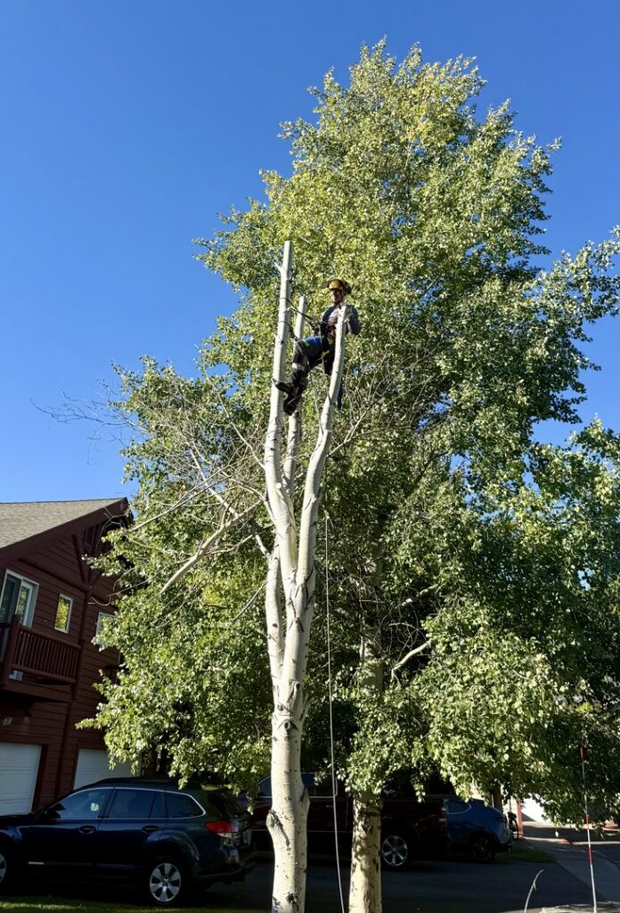 An arborist performing tree trimming services high in a tall tree, provided by TRA, Teton Rope Access in Alpine, WY.