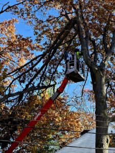 A tree service worker in a Teupen bucket lift trimming a tree with autumn leaves for Aim To Tame tree service in Peoria, IL.